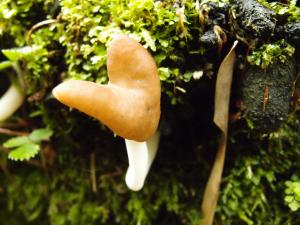 Helvella elastica(彈性馬鞍菌)