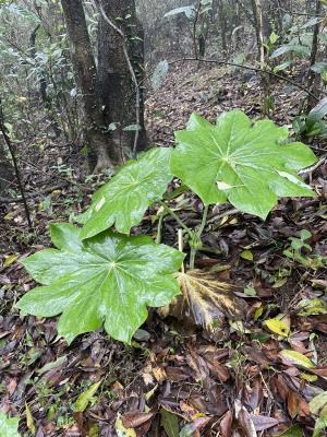 <a href="https://taieol.tw/muse/digi_object/c6418a34c873b2a9e5cbdc1840ea0dcb" target="_blank">八角蓮／By：bunnytailgrass／iNaturalist</a>
