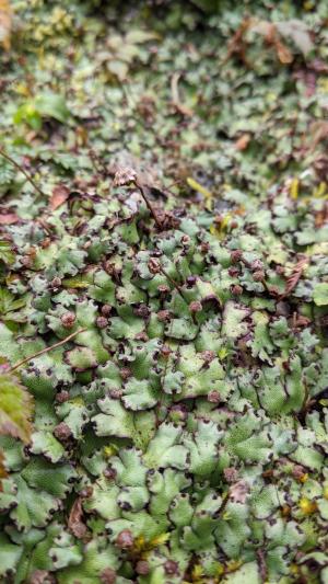 <a href="https://taieol.tw/muse/digi_object/53a28ef826b16c54c77a0247c6721b80" target="_blank">Marchantia paleacea／By：chengte／iNaturalist</a>