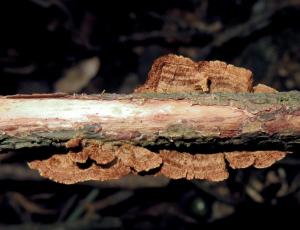 Hymenochaetopsis tabacina (煙黃擬刺革菌)