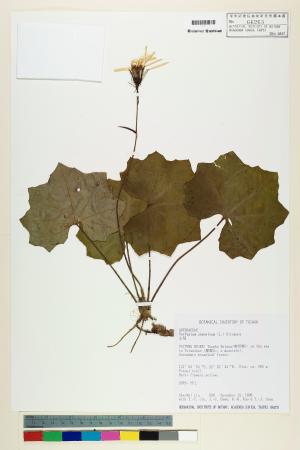 <a href="https://brmas.openmuseum.tw/muse/digi_object/34bbba531b2f020707bbbbf4a6e9ddad" target="_blank">山菊／中央研究院生物多樣性研究博物館植物標本館 (HAST)</a>