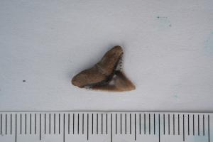 <a href="https://brmas.openmuseum.tw/muse/digi_object/800a90cb4fd615f777f8148e9365bec6" target="_blank">Carcharhinus leucas／中央研究院生物多樣性研究博物館動物標本館 (ASIZ)</a>