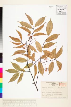 <a href="https://brmas.openmuseum.tw/muse/digi_object/3511063b85c310475dc700515d2121cc" target="_blank">黑星櫻(墨點櫻桃)／中央研究院生物多樣性研究博物館植物標本館 (HAST)</a>