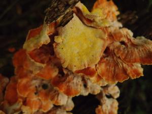 Laetiporus sulphureus(硫色絢孔菌)