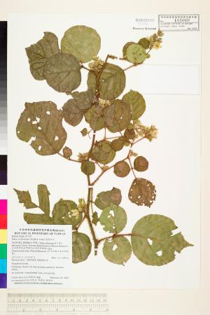 <a href="https://brmas.openmuseum.tw/muse/digi_object/354447fafd334a4cd8edf485cd716230" target="_blank">鬼懸鉤子／中央研究院生物多樣性研究博物館植物標本館 (HAST)</a>