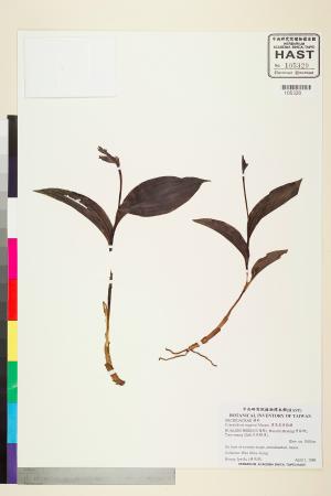 <a href="https://brmas.openmuseum.tw/muse/digi_object/35497da399f382ccff524dcb97e210a8" target="_blank">寶島喜普鞋蘭／中央研究院生物多樣性研究博物館植物標本館 (HAST)</a>