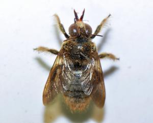 白領帶木蜂紹德亞種 Xylocopa collaris