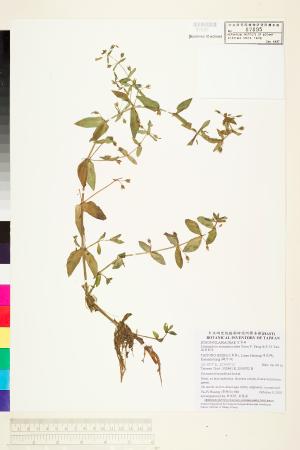 <a href="https://brmas.openmuseum.tw/muse/digi_object/3579f35dd0c96a45c0feaefbbbc65d8b" target="_blank">擬紫蘇草／中央研究院生物多樣性研究博物館植物標本館 (HAST)</a>
