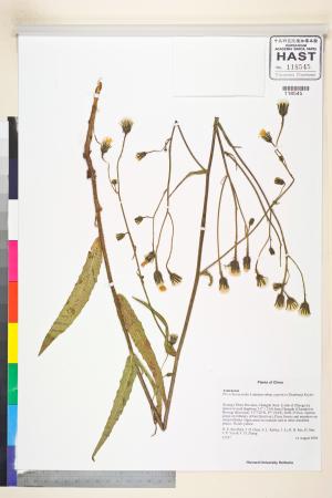 <a href="https://brmas.openmuseum.tw/muse/digi_object/3586a37e102052a49fbe7630621b2edc" target="_blank">毛連菜／中央研究院生物多樣性研究博物館植物標本館 (HAST)</a>