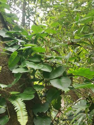 <a href="https://taieol.tw/muse/digi_object/0b579a08515c39df1a030591da077ce2" target="_blank">洋落葵／By：enkn／iNaturalist</a>
