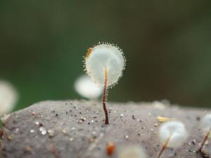 Gloiocephala aff. epiphylla(葉生黏蓋傘之相似種)