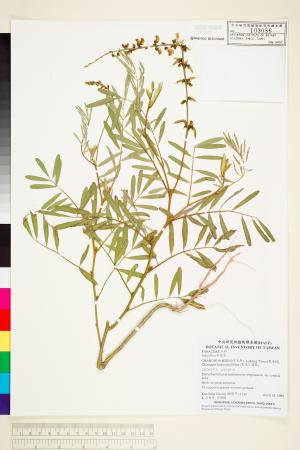 <a href="https://brmas.openmuseum.tw/muse/digi_object/35a1e490c35cfcde146fd444ed7195cb" target="_blank">黃花鐵富豆／中央研究院生物多樣性研究博物館植物標本館 (HAST)</a>