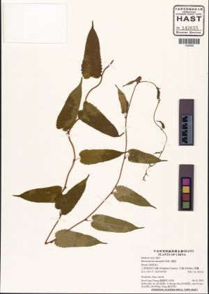 <a href="https://brmas.openmuseum.tw/muse/digi_object/35d619effdfabd76e21c58225acfd7f6" target="_blank">藤構（楮樹）／中央研究院生物多樣性研究博物館植物標本館 (HAST)</a>