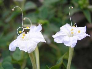 <a href="https://taieol.tw/muse/digi_object/f738bf2821bfdc6588dfad0d346be47c" target="_blank">紫茉莉／By：chiehliangchen／iNaturalist</a>