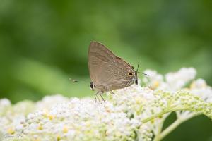 <a href="https://taieol.tw/muse/digi_object/6af32557f44f62dcac9f59be9434552d" target="_blank">玳灰蝶／By：naturalist6577／iNaturalist</a>