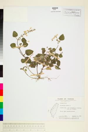 <a href="https://brmas.openmuseum.tw/muse/digi_object/35f32ad55c60ab493a2fe56f61f8473b" target="_blank">耳挖草(印度黃苓、立浪草)／中央研究院生物多樣性研究博物館植物標本館 (HAST)</a>