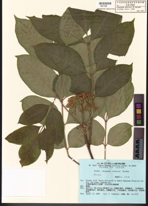 <a href="https://brmas.openmuseum.tw/muse/digi_object/35fd951312bcb3320528f78f310b4278" target="_blank">吳茱萸／中央研究院生物多樣性研究博物館植物標本館 (HAST)</a>
