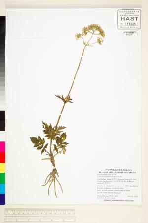 <a href="https://brmas.openmuseum.tw/muse/digi_object/362bc2b2bb66bdb5ab764e365de3799a" target="_blank">高山纈草／中央研究院生物多樣性研究博物館植物標本館 (HAST)</a>
