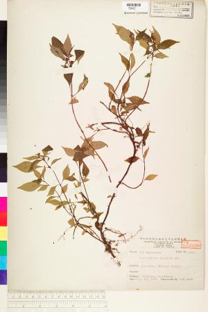<a href="https://brmas.openmuseum.tw/muse/digi_object/362e367fd94a4bf16039a8c0390db85d" target="_blank">蛇根草／中央研究院生物多樣性研究博物館植物標本館 (HAST)</a>