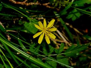 <a href="https://taieol.tw/muse/digi_object/3eeba1f93191941d9a40b5258cf83fe0" target="_blank">臺灣稻槎菜／By：chenjacy／iNaturalist</a>