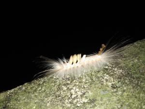 <a href="https://taieol.tw/muse/digi_object/55d4307659b4bade81b31d2c4df751ca" target="_blank">Olene dudgeoni／By：jamesmifan／iNaturalist</a>