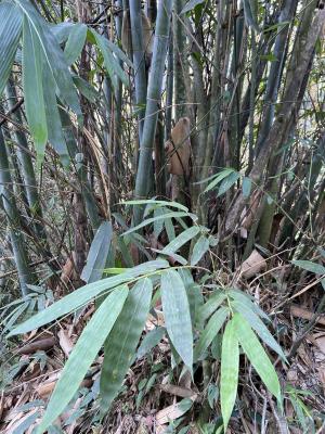 <a href="https://taieol.tw/muse/digi_object/103fcffa0ac6d38bf1df2a82400b3db1" target="_blank">麻竹／By：lululee0621／iNaturalist</a>
