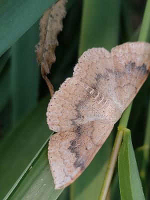 <a href="https://taieol.tw/muse/digi_object/bb0a33f7ceeaa931f34c2b2e3fddf564" target="_blank">Somatina plynusaria／By：stevenson1002／iNaturalist</a>