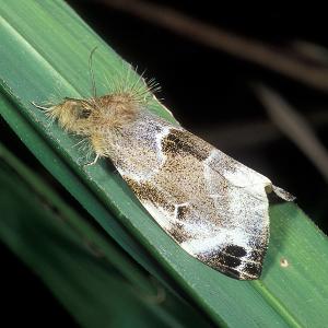 <a href="https://taieol.tw/muse/digi_object/828229778f8ad1edb0605e3dcb99f0b7" target="_blank">Pida decolorata maculosa／By：吳士緯／臺灣物種名錄(TaiCOL)</a>