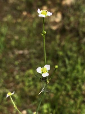 <a href="https://taieol.tw/muse/digi_object/efa1074e0a89a37e41a59c3ad30bbcff" target="_blank">澤瀉／By：jodyhsieh／iNaturalist</a>