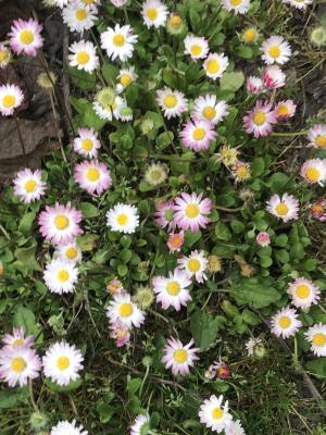 <a href="https://taieol.tw/muse/digi_object/06742deef4460a91f567baf17ac4b07b" target="_blank">雛菊／By：csw345／iNaturalist</a>