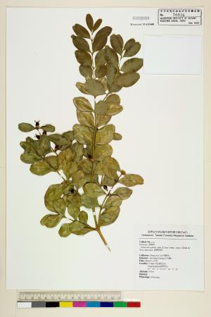 <a href="https://brmas.openmuseum.tw/muse/digi_object/369ce87d8e8a70885f9ba66569e775a9" target="_blank">黃楊／中央研究院生物多樣性研究博物館植物標本館 (HAST)</a>