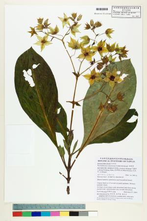 <a href="https://brmas.openmuseum.tw/muse/digi_object/36afb352c6f77adc31f2c76e53cfe02e" target="_blank">假酸漿／中央研究院生物多樣性研究博物館植物標本館 (HAST)</a>