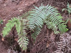 <a href="https://taieol.tw/muse/digi_object/5ca0b5169b1ffe1d99f87b9340ade173" target="_blank">裏白／By：liushengyu／iNaturalist</a>