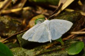 <a href="https://taieol.tw/muse/digi_object/5e7cd048f319f6705abca321347f841f" target="_blank">Orthocabera tinagmaria／By：chonhang／iNaturalist</a>