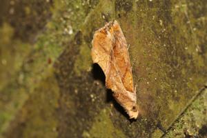 <a href="https://taieol.tw/muse/digi_object/28f0bf729249c3bf8c511e5f1f3568b3" target="_blank">Plusiodonta coelonota／By：shaurong／iNaturalist</a>