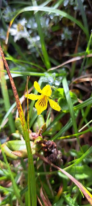 <a href="https://taieol.tw/muse/digi_object/9d8ac34f6cba39a4c51f6be989aaefe2" target="_blank">雙黃花菫菜／By：joyce_1689／iNaturalist</a>