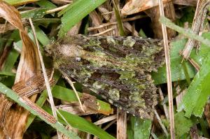 <a href="https://taieol.tw/muse/digi_object/0277d41636e171f0a0a8d953af997681" target="_blank">Potnyctycia nemesi／By：吳士緯／臺灣物種名錄(TaiCOL)</a>