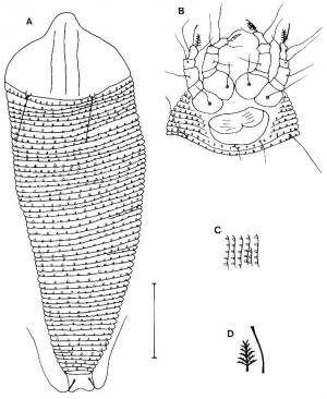 Floracarus trirectus Huang, 2001