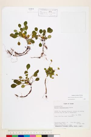 <a href="https://brmas.openmuseum.tw/muse/digi_object/3732c938435dc2aa73a74177e11f6b1c" target="_blank">倒卵葉裂緣花／中央研究院生物多樣性研究博物館植物標本館 (HAST)</a>