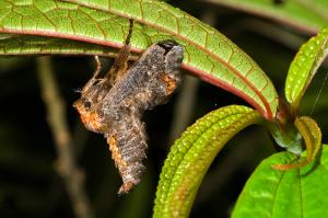 060418 台北 烏來 福山 棗奕刺蛾 Phlossa conjuncta (Walker, 1855)_800ori