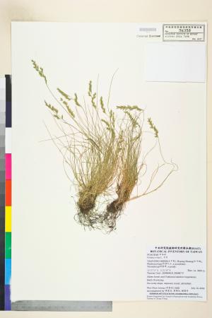 <a href="https://brmas.openmuseum.tw/muse/digi_object/3749300622a0fd2a030ad6cd7f31b2e4" target="_blank">羊茅／中央研究院生物多樣性研究博物館植物標本館 (HAST)</a>