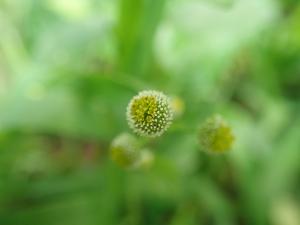 <a href="https://taieol.tw/muse/digi_object/4c121627823251b8a77fc4f25903861b" target="_blank">茯苓菜／By：mengyingtsai／iNaturalist</a>