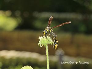 <a href="https://taieol.tw/muse/digi_object/78670426aab6f6ea8469ebbc840fd286" target="_blank">虎斑細腰蜾蠃／By：chinaberryhuang／iNaturalist</a>