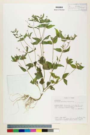 <a href="https://brmas.openmuseum.tw/muse/digi_object/378cdc85a5e10a41c5c84702197b9cb7" target="_blank">小米菊／中央研究院生物多樣性研究博物館植物標本館 (HAST)</a>