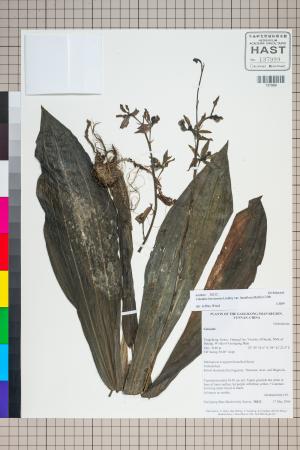<a href="https://brmas.openmuseum.tw/muse/digi_object/3794625120475a7e88df60e42550d921" target="_blank">根節蘭屬／中央研究院生物多樣性研究博物館植物標本館 (HAST)</a>
