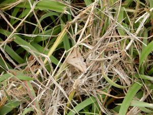 <a href="https://taieol.tw/muse/digi_object/7406893c2476f1ef4b7b7495ae5fb431" target="_blank">Mocis frugalis／By：rickyp／iNaturalist</a>