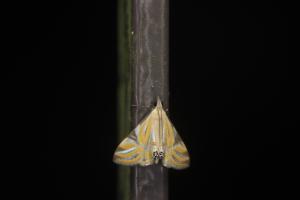 <a href="https://taieol.tw/muse/digi_object/cb85cc85e12798f74f9fc62c59fe6943" target="_blank">Talanga sexpunctalis／By：papilioshih／iNaturalist</a>