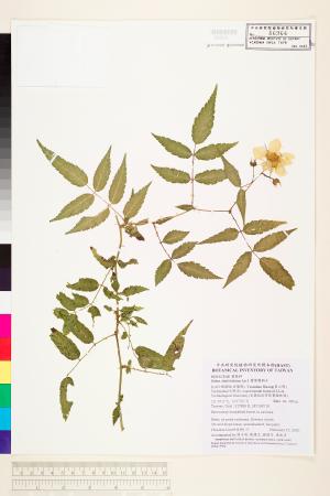<a href="https://brmas.openmuseum.tw/muse/digi_object/37c7dc02f77ede824841cf9d26a7a18a" target="_blank">細葉懸鉤子／中央研究院生物多樣性研究博物館植物標本館 (HAST)</a>