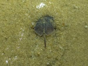 <a href="https://taieol.tw/muse/digi_object/fd32dd9cd1fa24d7e2d757d45fef1a0e" target="_blank">三棘鱟／By：bentsai／iNaturalist</a>