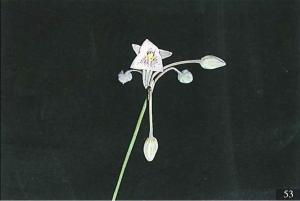 <a href="https://taieol.tw/muse/digi_object/48cb8430c320ff262e621066a9dd8741" target="_blank">異蕊草／By：彭鏡毅／臺灣維管束植物簡誌</a>